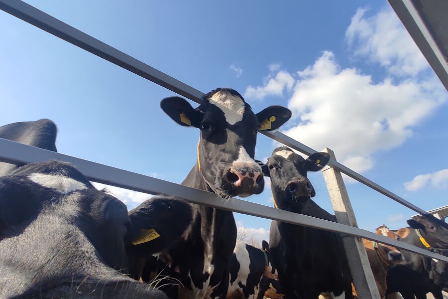 Лише чверть молочних ферм України відповідає вимогам ЄС — АВМ