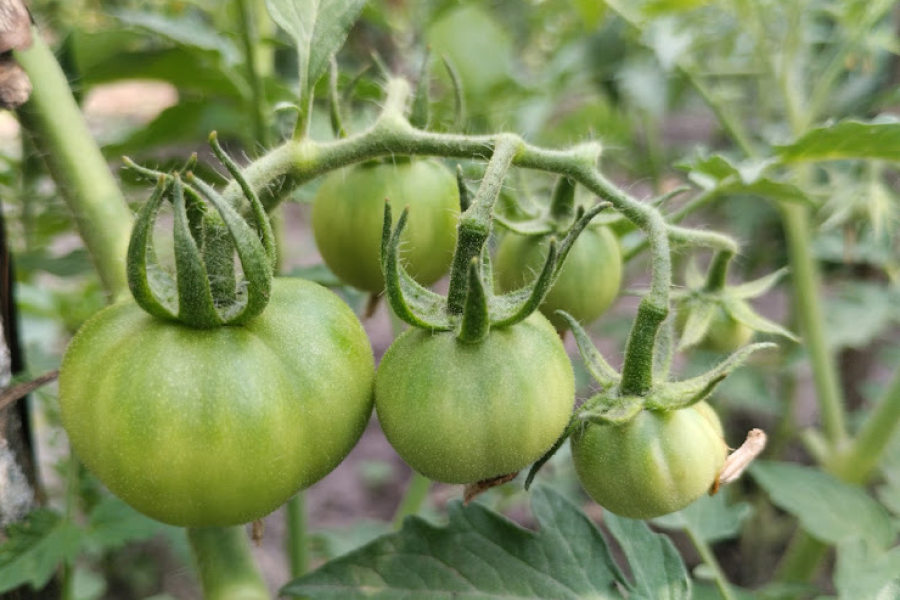 Городникам нагадали, чим поливати помідори для кращого врожаю