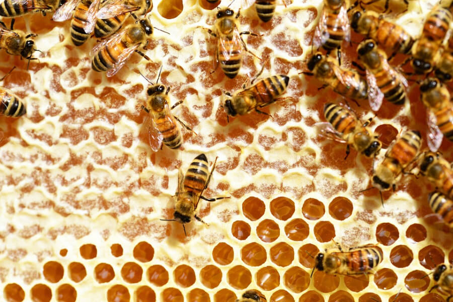 Бджоли на сотах
