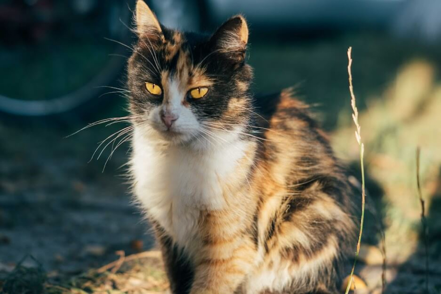 На Тернопільщині село закрили на карантин через скажену кішку