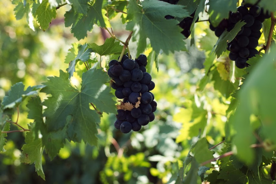 Обробка винограду від оїдіуму має включати хімічні та біологічні засоби