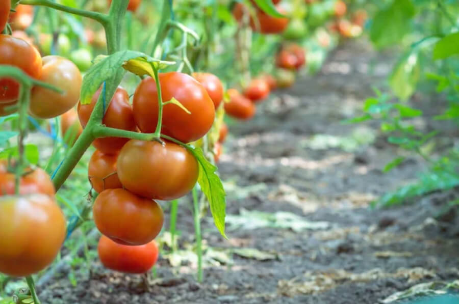 Сода допоможе збільшити врожайність помідорів