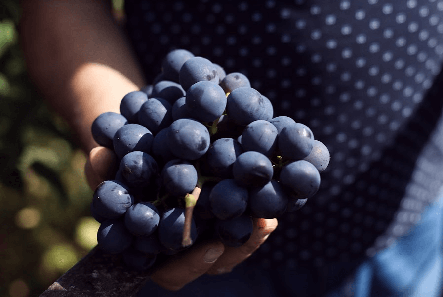 На Закарпатті селянин виготовляє авторські вина