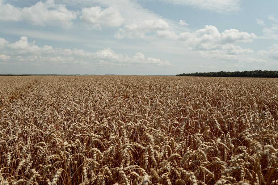 В Україні значно подешевшала продовольча пшениця