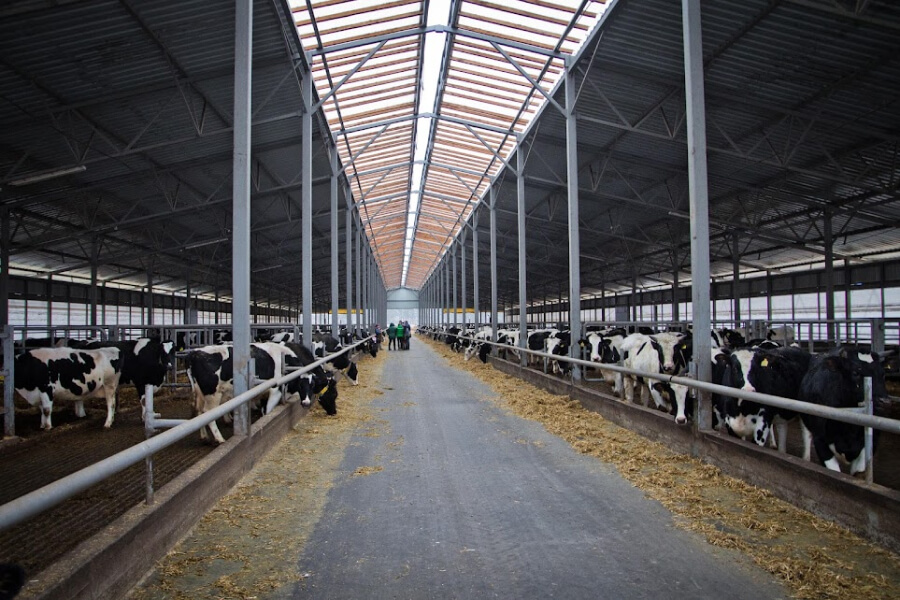 На Вінниччині селяни створили унікальну молочну ферму