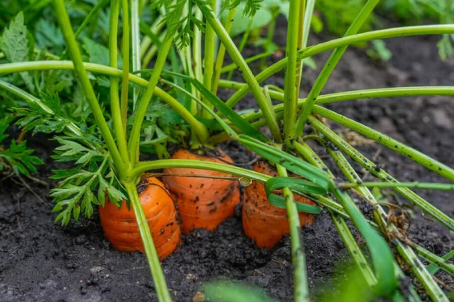 Знавці назвали методи захисту моркви від шкідників