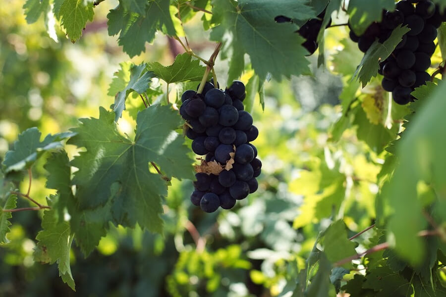 Уряд збільшив компенсацію за  виноградник