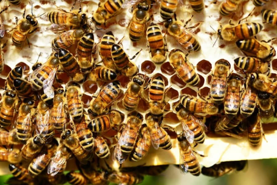В Україні існує дефіцит бджолопакетів — експерт