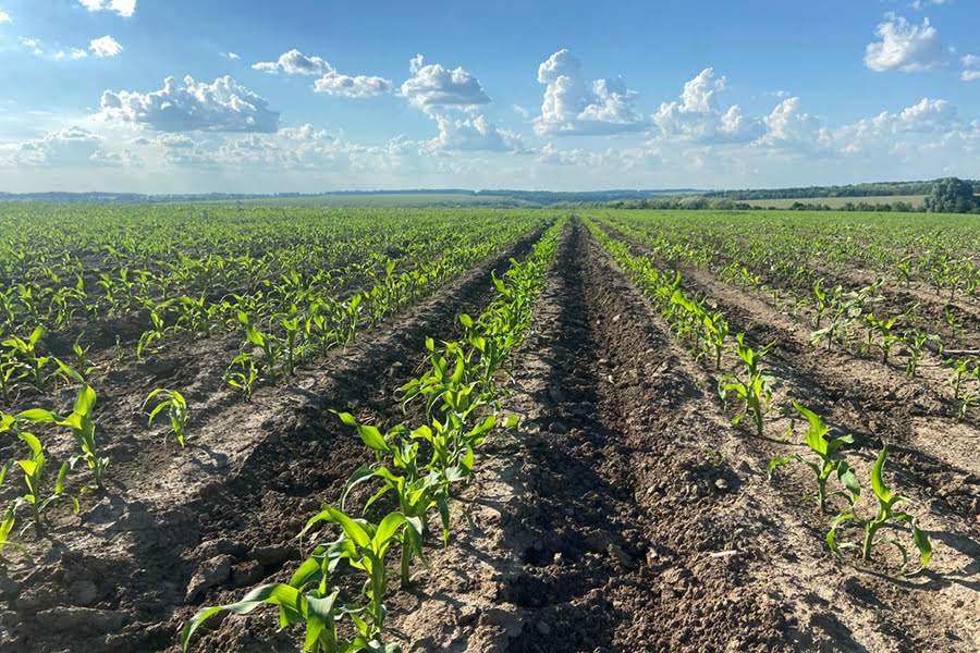 Фермерам назвали гербіцид для поля в умовах засухи