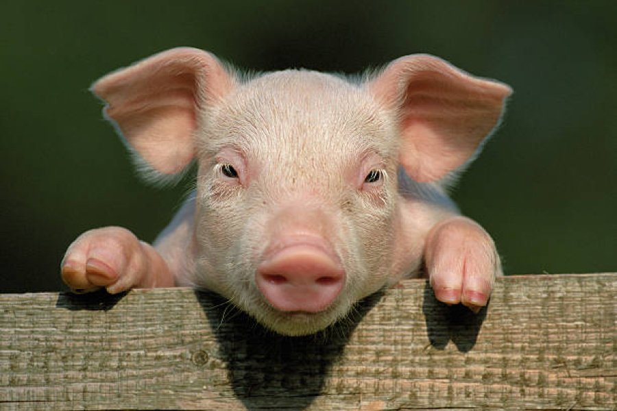 Україна вчетверо збільшила імпорт охолодженої свинини 