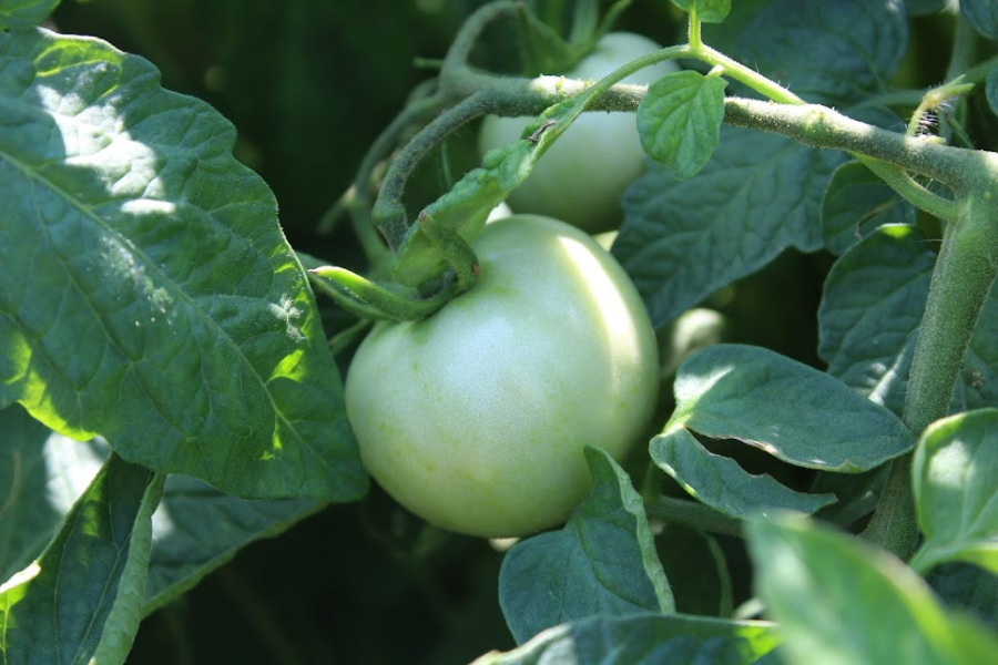 Для скорішого дозрівання помідорів варто зменшити полив — поради