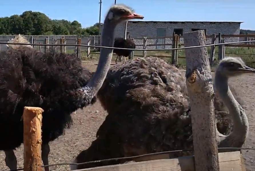 росіяни обстрілами знищили страусину ферму у Ямполі