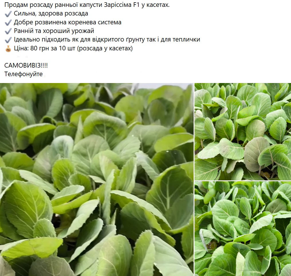 Розсада капусти 2026
