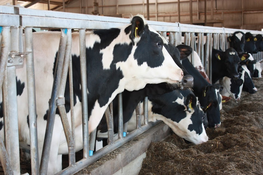 На Чернігівщині в громаді намагаються зберегти молочне виробництво
