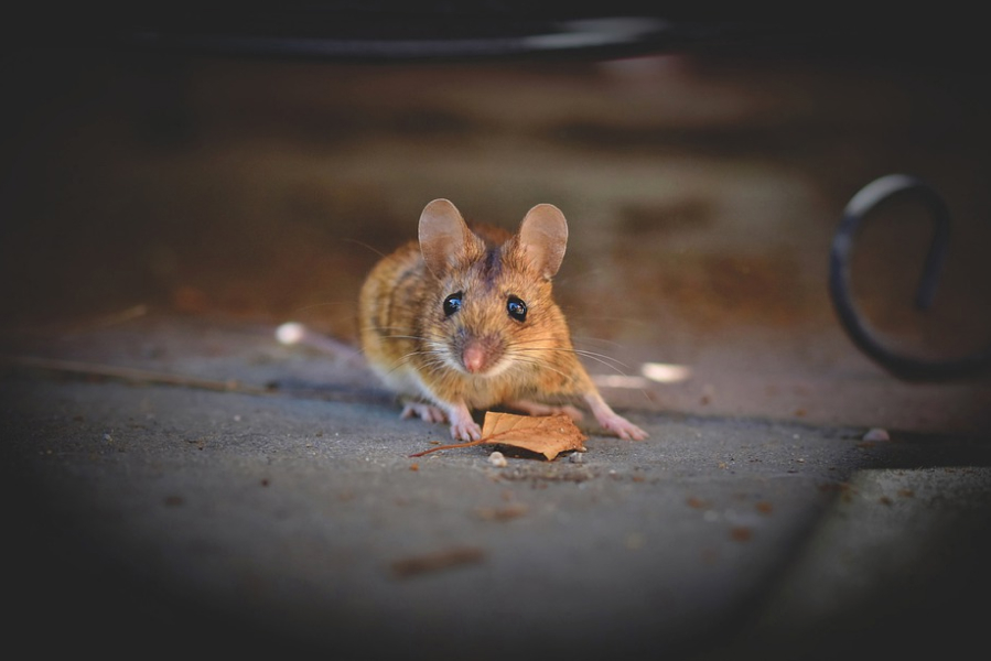 На Трифона виганяють мишей з дому — прикмети