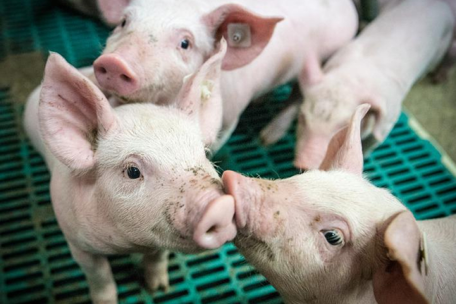 Ціна на живець свинини стабілізувалась — експерти