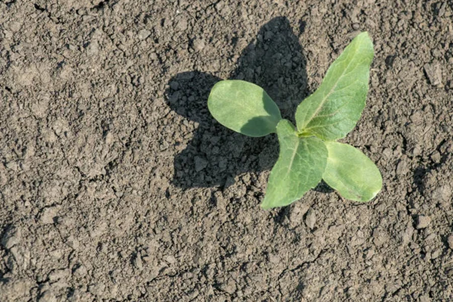 Захист сої у 2026 році: експерти радять подвійний фунгіцидний бар'єр