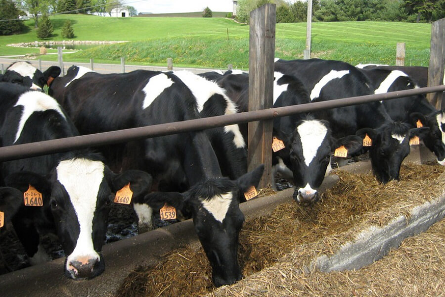 Молочні корови