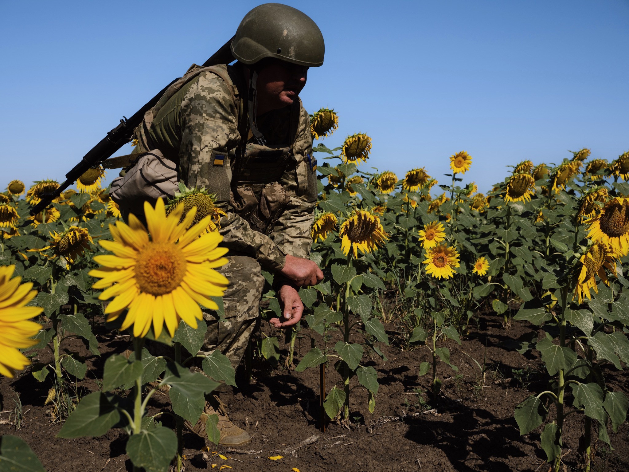 Український військовий у полі соняшників