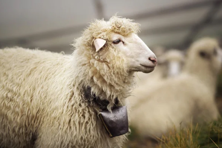Австралійські фермери роздають безкоштовно власних овець