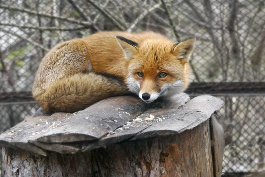 Жителі Боднарова потерпають через напади лисиць на господарство