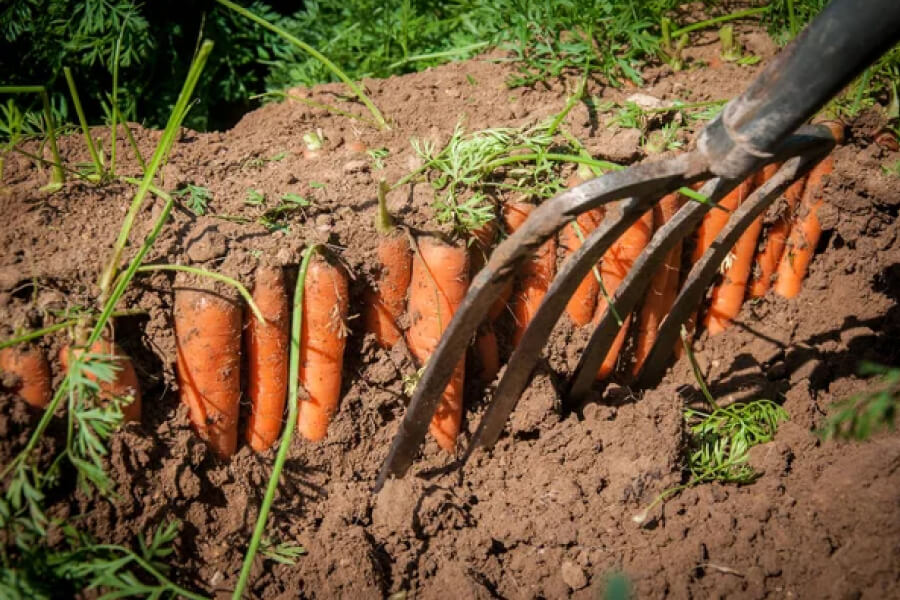 Городникам нагадали, коли викопувати моркву