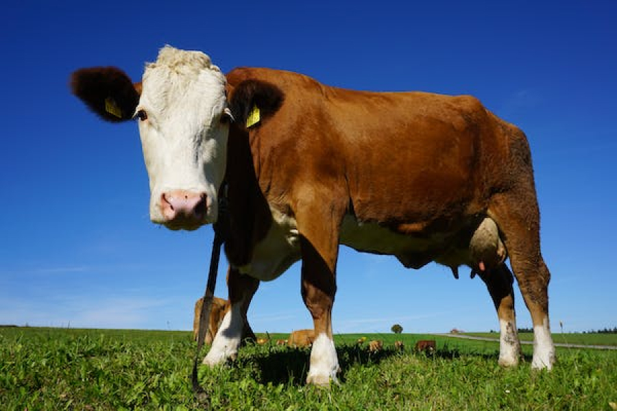 На Миколаївщині дві корови підірвались на міні