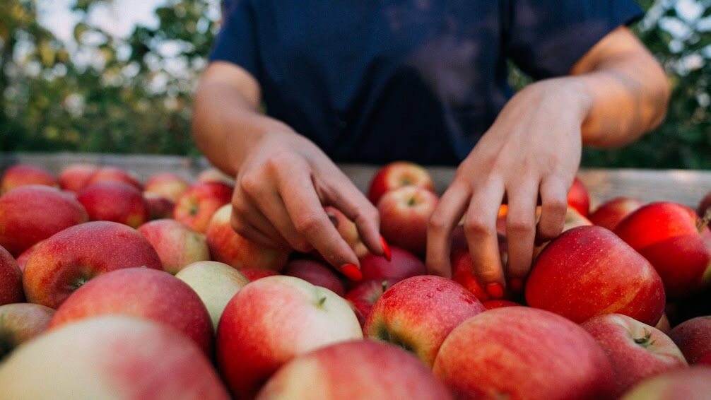 Садівники розповіли, як правильно зберігати яблука на зиму