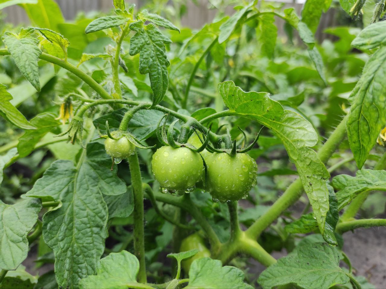Для захисту томатів від хвороб потрібно не менше 5 обробок за сезон — експерт