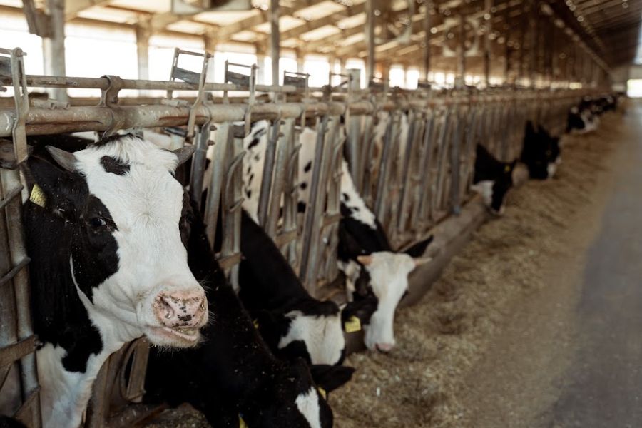 На Полтавщині з'явиться нова сімейна молочна ферма