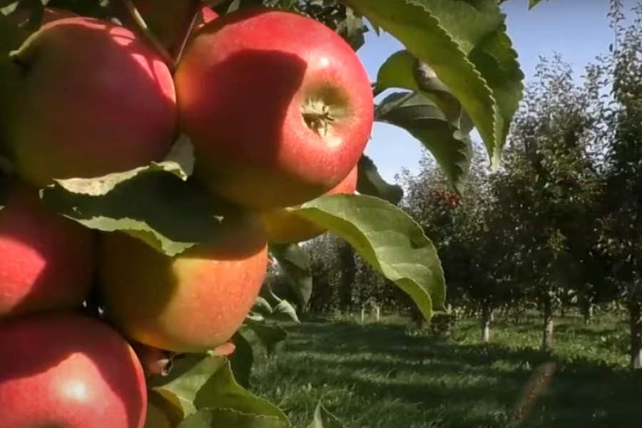 В селі Тарнівці садівник дозволив самозбір яблук