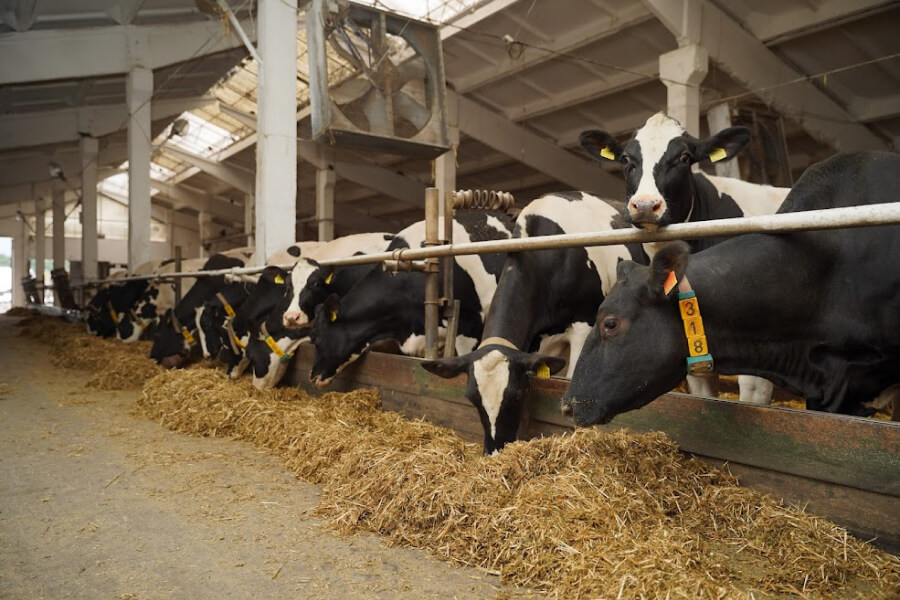 Учасники Сімейних молочних ферм отримали від єРобота майже мільйон гривень