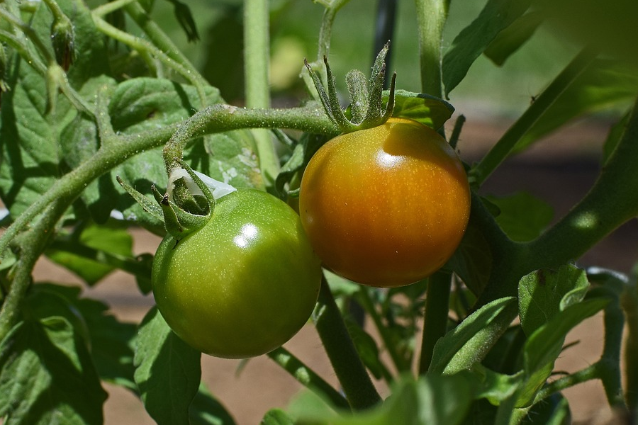 Морозостійкі сорти помідорів здатні витримати короткі приморозки