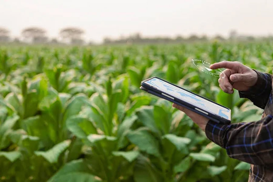 Latifundist Media проводить анонімне онлайн-опитування про врожайність 2025 року