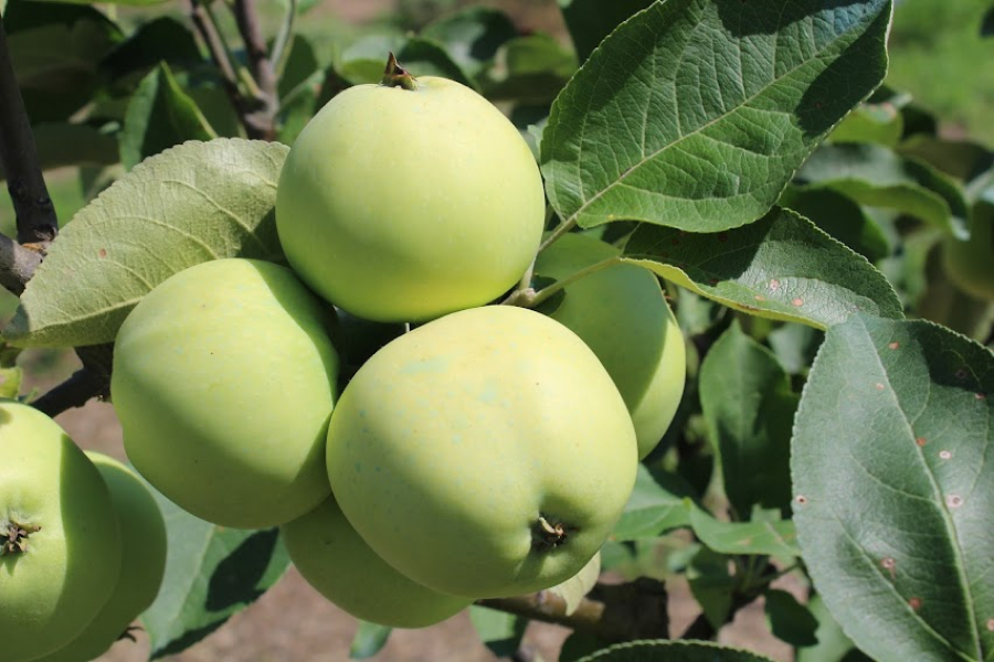  Ціни на українські яблука будуть знижуватись — прогноз 