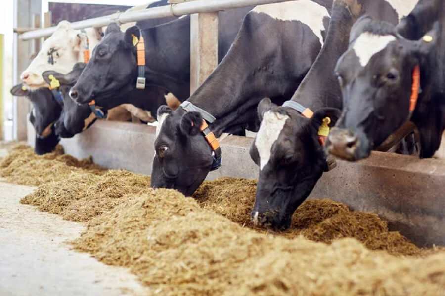 Сімейні молочні ферми планують виготовляти власні корми