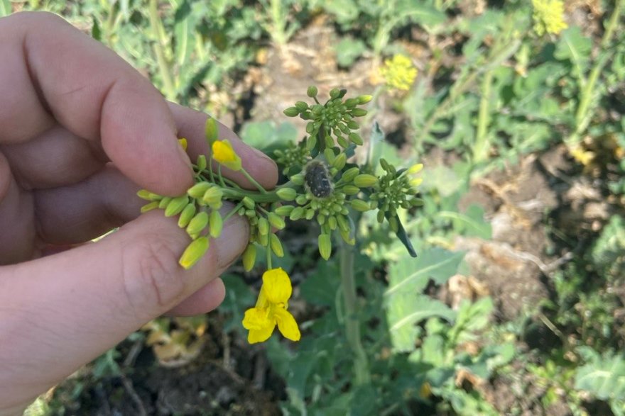 На Миколаївщині озимий ріпак атакує оленка волохата: як зберегти врожай