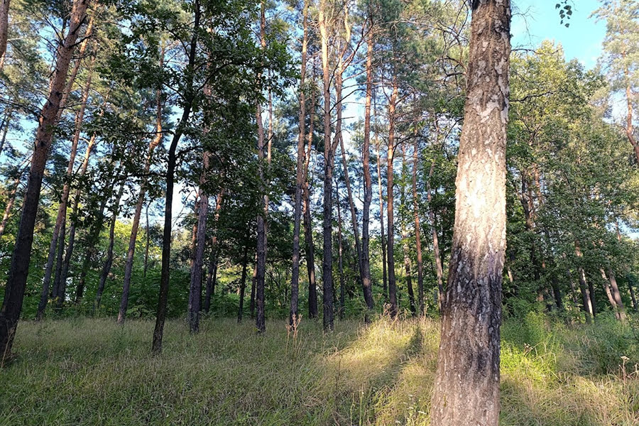 В Україні змусять мисливців та лісгоспи сплачувати за користування гектарами