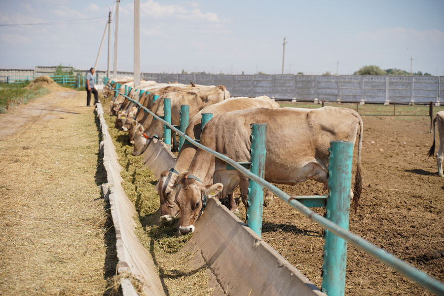 Корови швіцької породи