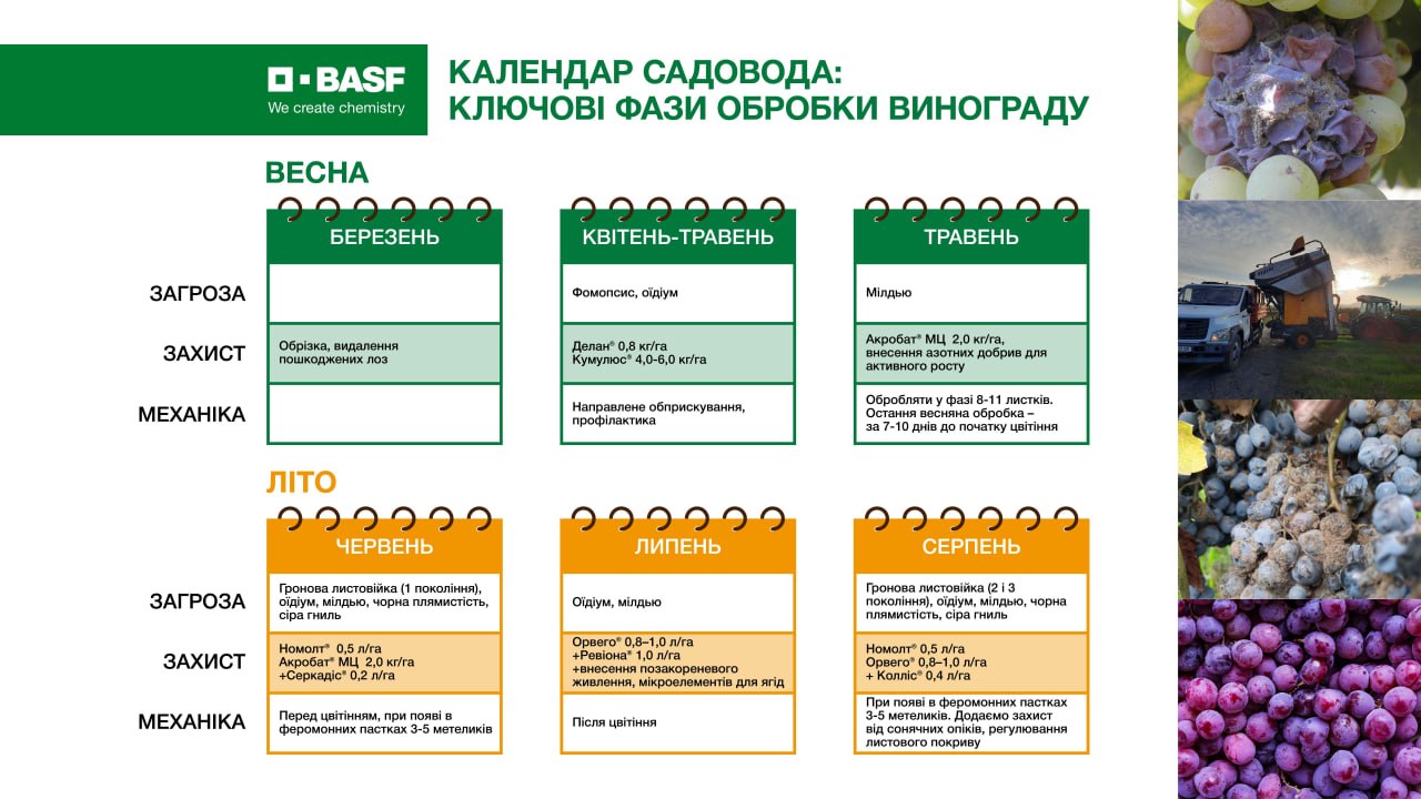 Коли і як обробляти виноград: календар садівника