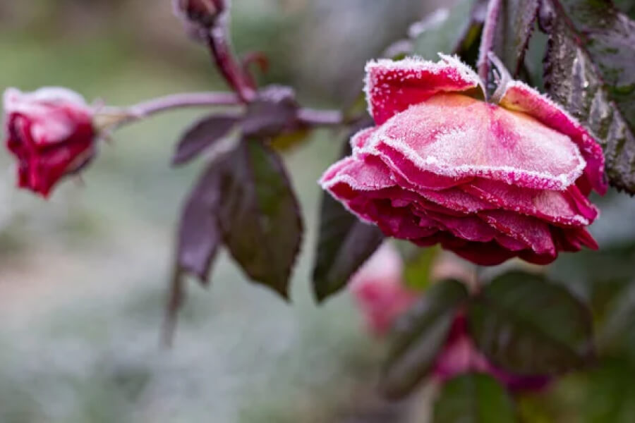Вкривати троянди на зиму треба вже при 5 градусах морозу — досвід