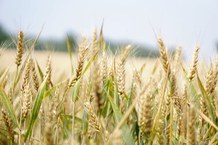 Фермери Сумщини отримали від ООН насіння озимої пшениці