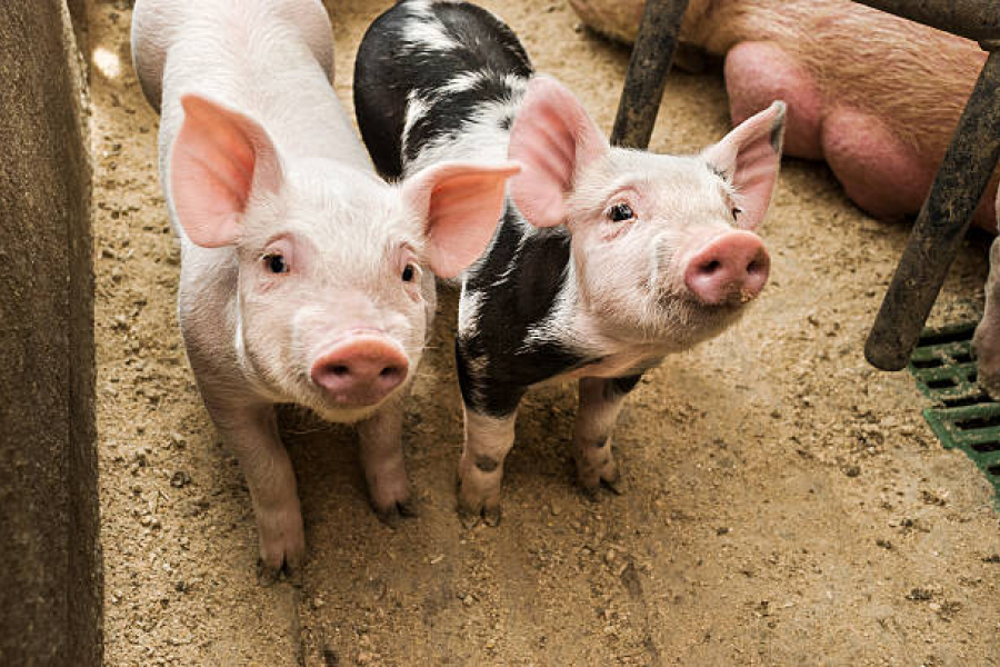 Стали відомі актуальні закупівельні ціни на свинину
