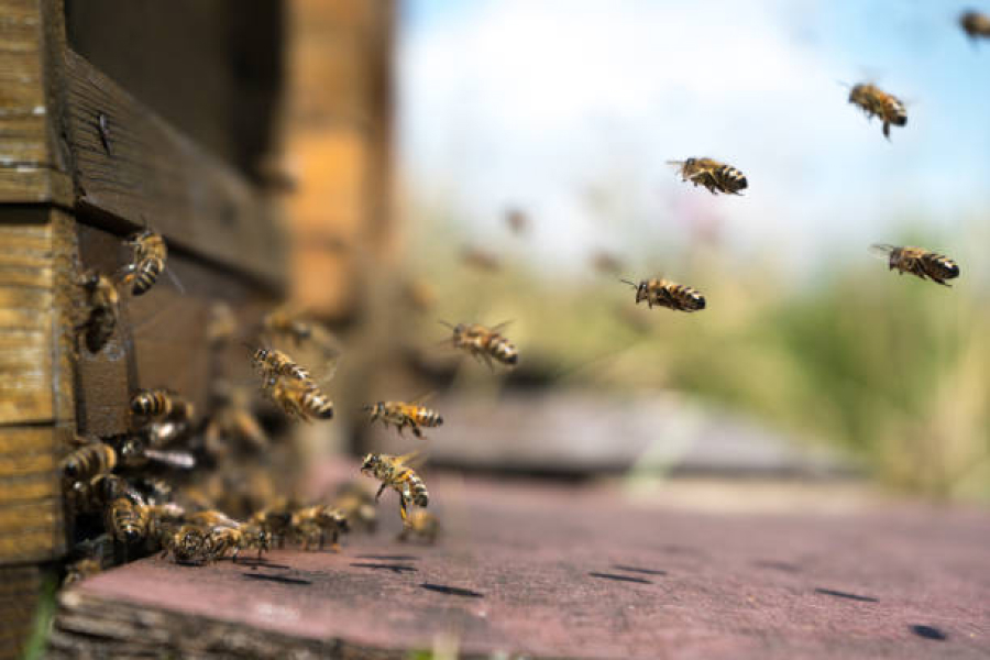 Бджоляр з Луганщини відновлює пасіку на Дніпропетровщині