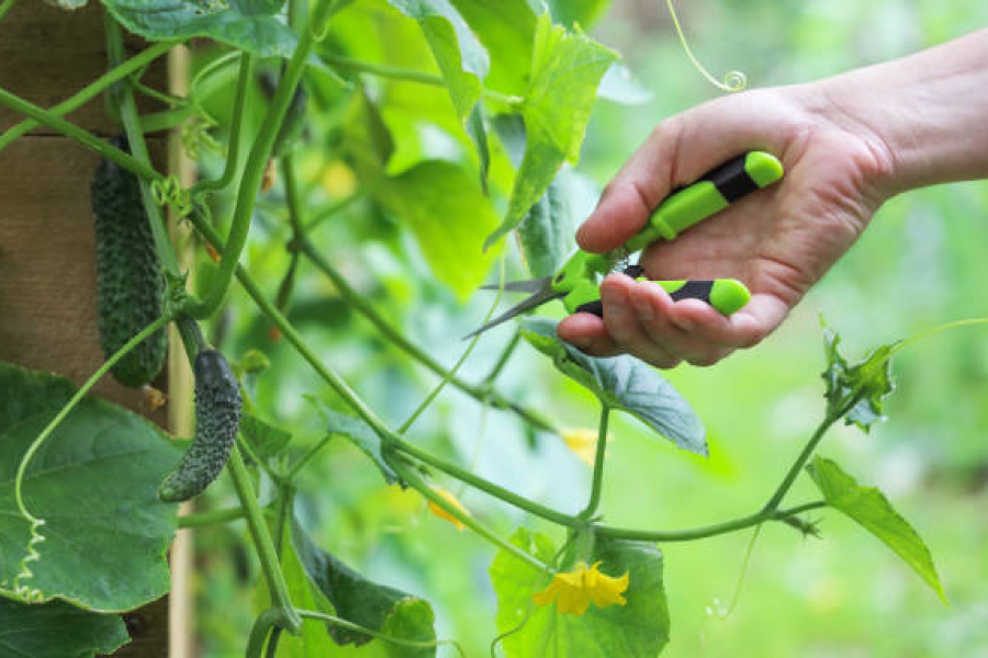 Експерти пояснили, чому важливо обрізати листя огірків