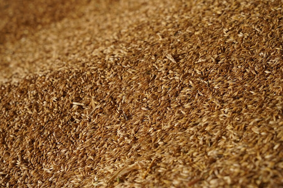 Україна експортуватиме через західні кордони кілька мільйонів тонн зерна на місяць — Сольський 