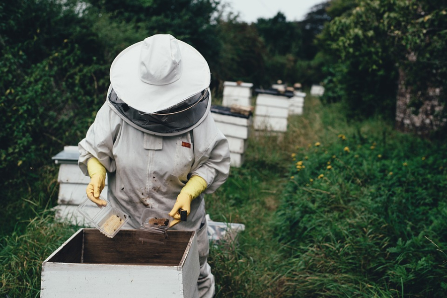 Уряд продовжує підтримку бджолярів