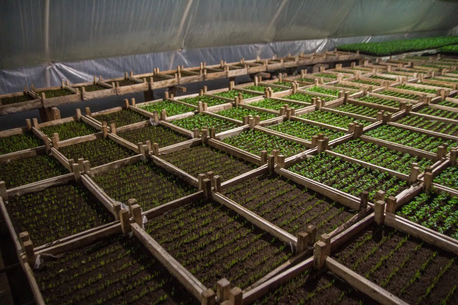 Коли сіяти овочі на розсаду: шпаргалка городнику