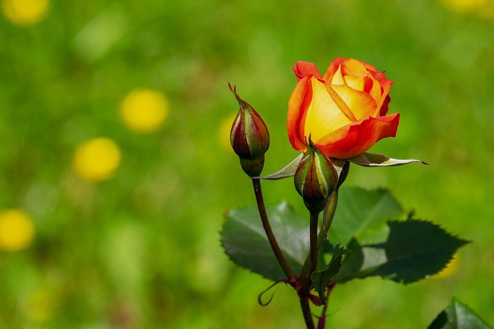 Обприскувати троянди від хвороб і шкідників треба щомісяця — досвід