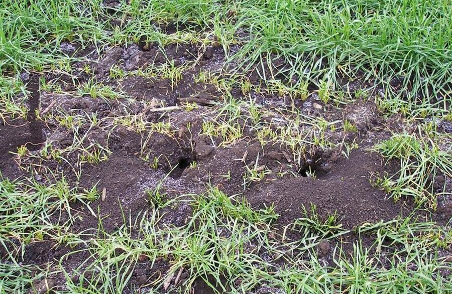 Нори мишей у полі